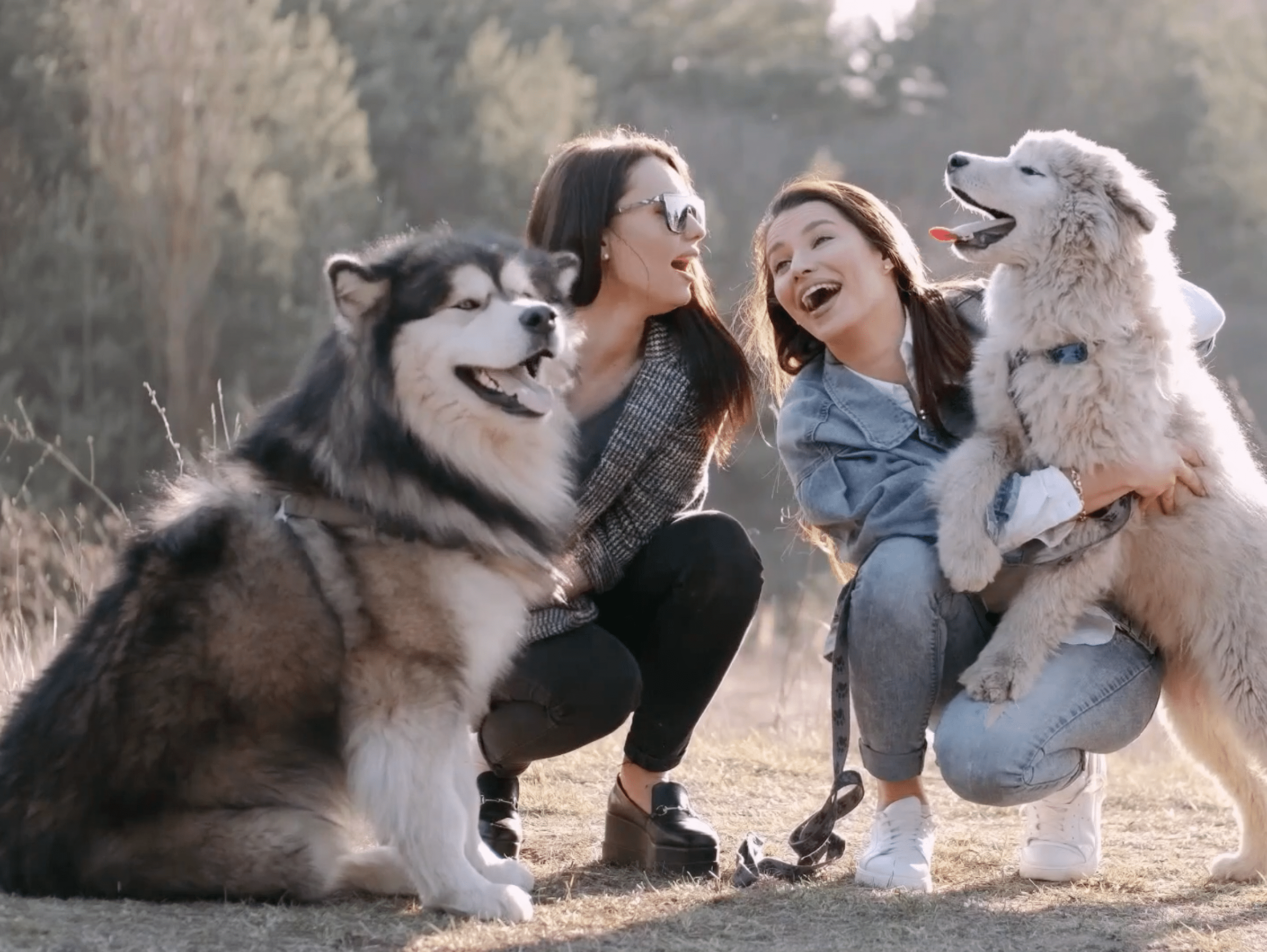  Cabinet Vétérinaire International, Geneva Veterinarian, veterinarian Geneva