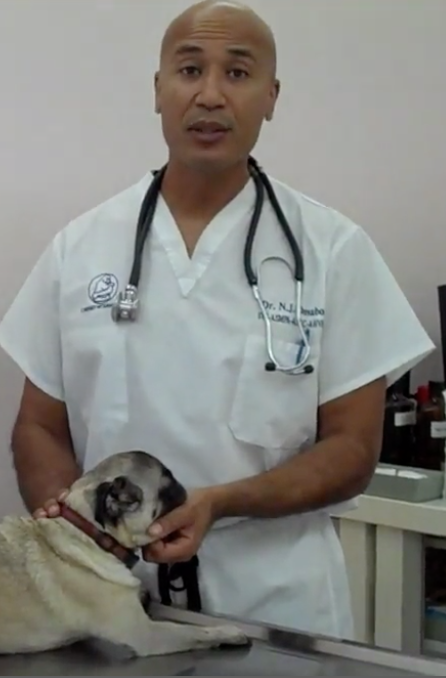 Dr Omaboe, Cabinet Vétérinaire International,Geneva Veterinarian, veterinarian Geneva